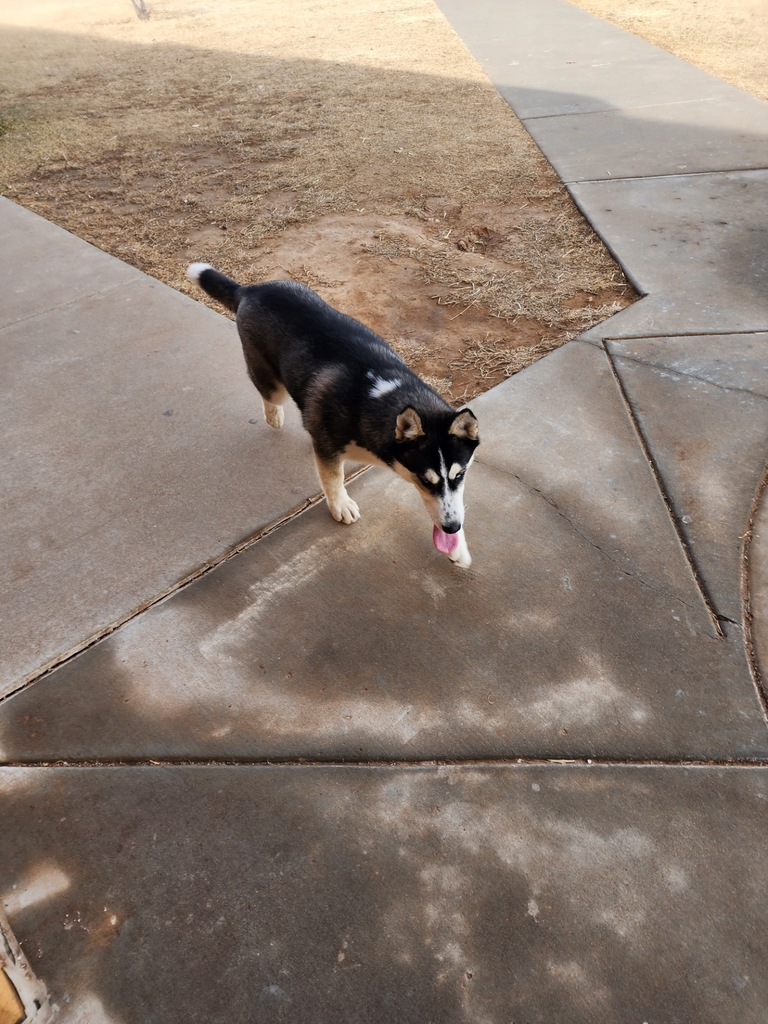 dog